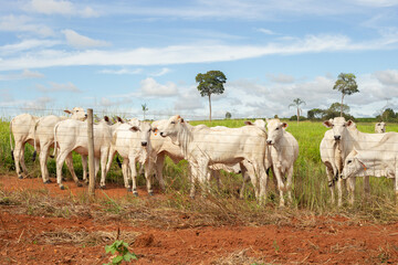 Um rebanho de gado nelore em pasto de uma fazenda no interior de Goias
