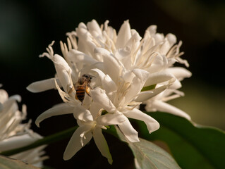 Beautiful coffee flowers - photographed in Chikmagalur (Karnataka, India)