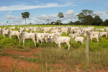 Um pequeno rebanho de gado bovino nelore em pasto na fazenda no interior de Goias.