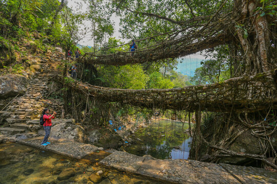 Double decker living root bridge at Nongriat near Cherrapunjee (Maghalaya, India)