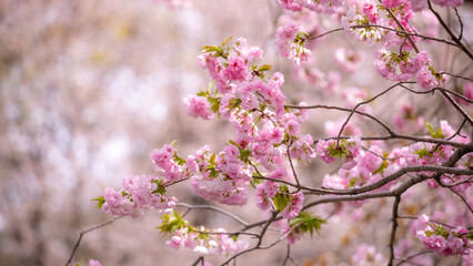 The Sakura cherry blossom season in Japan