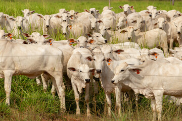 Close up em pequeno rebanho de gado nelore em pasto na fazenda no interior de Goias.