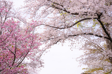 The Sakura cherry blossom season in Japan