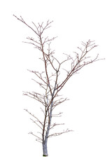 A yound leafless sakura tree isolate on white background