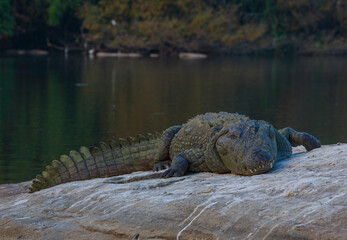 A Mugger Crocodile basking in the sun - in Ranganathittu Bird Sanctuary (Karnataka, India)