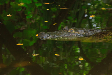 A Crocodile in Madras (Chennai) Crocodile Park near Mahabalipuram, Tamil Nadu, India