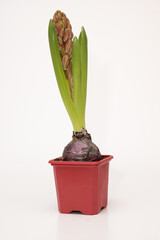 spring bulbous flowers in pots