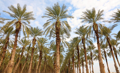 Date palm trees in Mediterranean date palm plantation