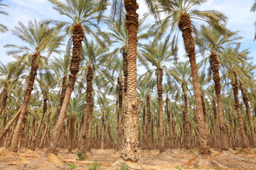 Date palm trees in Mediterranean date palm plantation