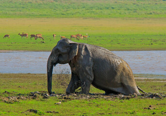 Fototapeta premium An Elephant trudging in the soft mud near a water body in Jim Corbett National Park (India)