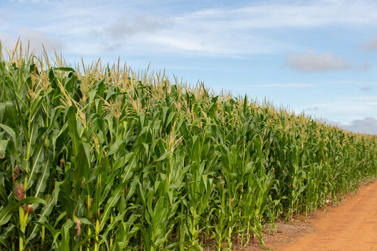 Uma planta&ccedil;&atilde;o de milho fresca, com c&eacute;u bonito ao fundo.