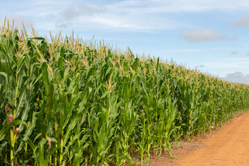 Obraz premium Uma bonita e fresca plantação de milho em fazenda de Goias.