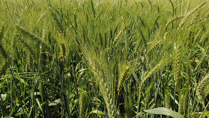 Field of green unripe wheat with large ears extending to the horizon