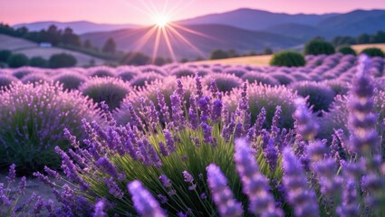 Obraz premium Lavender Field at Sunrise Blooming with Purple Flowers on Rolling Hills