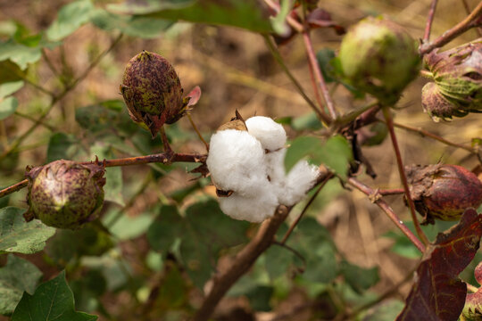 Detalhe de galho de algodoeiro com flocos de algod&atilde;o prontos para colheita.