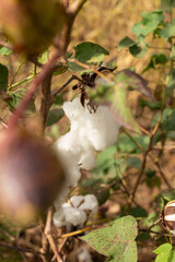 Detalhe de um grande floco de algodão no galho do algodoeiro.