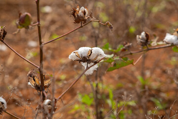 Detalhe de galhos de algodoeiro com chumaços de algodão.