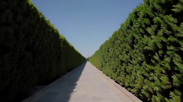 Lush Green Hedge Maze Pathway Leading Towards a Bright Blue Sky