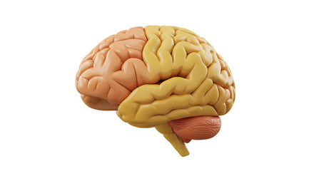 Human Brain Anatomical Model Isolated on White