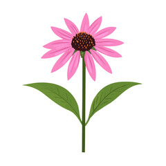 A Very Simple flat 2D icon pinky echinacea isolated on a white background, vector, flat design, vector, animation design, simple flat 2D icon, minimalist and modern design, 2D design