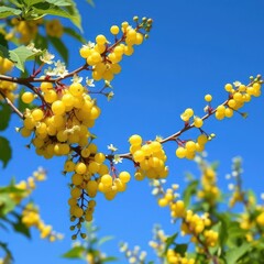 Yellow currant blossoms on branch, vibrant blue sky backdrop, green foliage, blossom, aesthetic