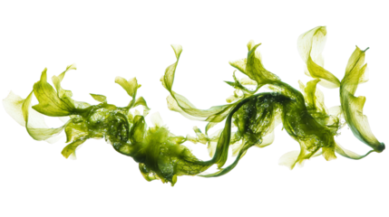 Vibrant Aquarium Seaweed on White Background for Design Projects