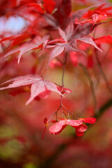 Detail of leaves and winged seeds of japanese red maple