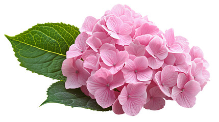Fototapeta premium Stunning Pink Hydrangea Flower Blossom on White Background