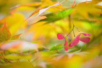 Detail of leaves and winged seeds of japanese red maple