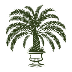 Obraz premium palm tree vector illustration