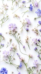 Floral Flat Lay Blue Flax, White Gypsophila on a Clean White Background