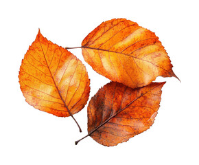 Fototapeta premium Falling autumn leaves nature seasonal beauty isolated on transparent background