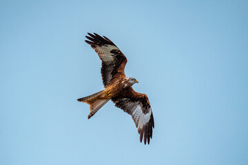 red kite in flight