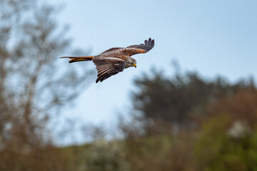 red kite in flight