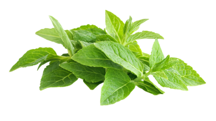 Fresh Brussels Sprouts Isolated on White Background for Culinary and Recipe Visuals