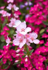 Fototapeta premium Delicate white and pink Bacopa monnieri blossoms in a vibrant pink garden, summer, image, monnieri