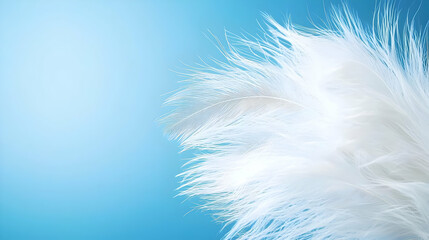 Obraz premium White Feathers Against Light Blue Background