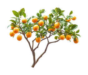 Harvesting oranges from a citrus tree orchard nature scene isolated on transparent background
