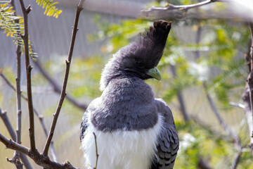 A White-bellied Go-away-bird at a local zoo