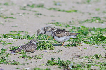 Ruddy Turnstone group by the sea