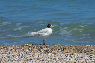 Mediterranean Gull on the beach