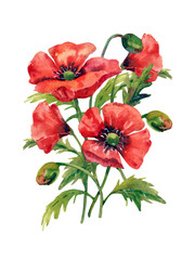 Collection of watercolor illustrations of red poppies. Red petals, black stamens, poppy flowers isolated on white.