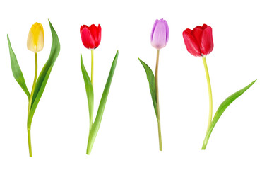 Colorful tulips on white background isolated displaying nature's beauty and elegance.