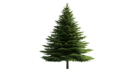 Douglas Fir Tree on White Background - Nature Beauty Stock Photo