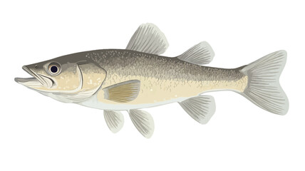 This image is a detailed digital illustration of a fish. The fish is viewed from the side, horizontally. Its body is predominantly light beige or light gray.