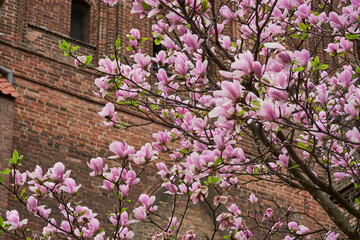 A beautiful tree with pink flowers stands in front of a brick building