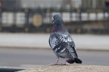 Close-up of a pigeon standing sideways on a stone ledge in an urban setting, showcasing iridescent...