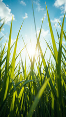 Obraz premium Vibrant green grass glows brightly under summer sun low angle shot. AI Generated