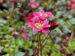 Fototapeta premium A Saxifrage flower (Saxifraga) in an ornamental garden