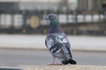 Pigeon standing on a ledge in an urban area, showcasing its iridescent neck and striking features. This scene captures the essence of city wildlife.